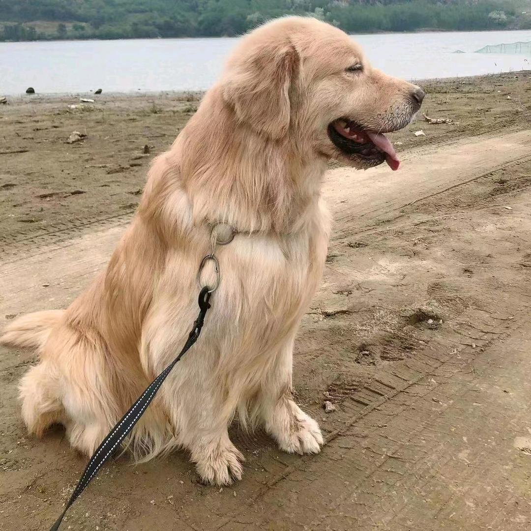 老赵犬舍