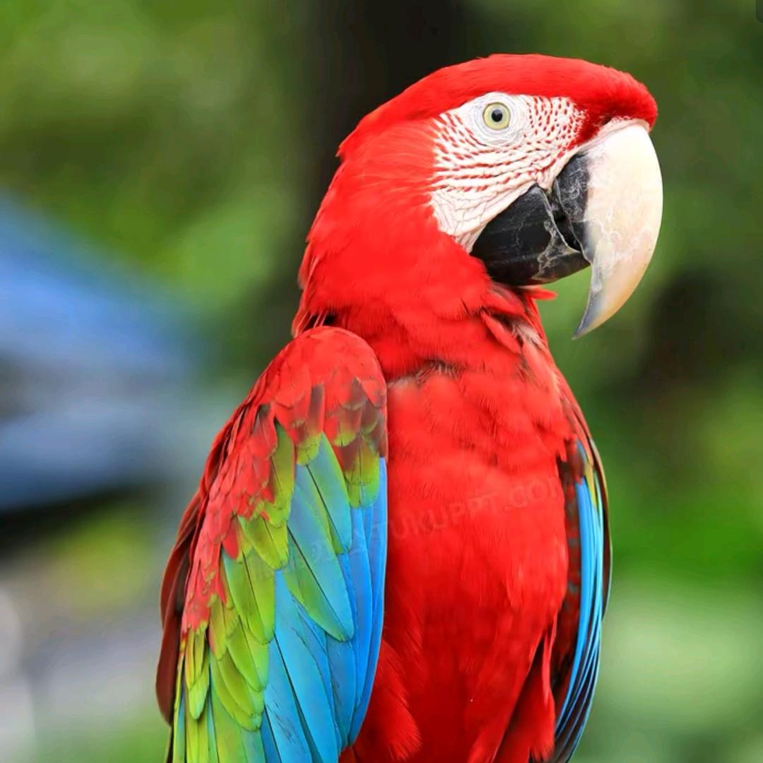 凤鹉农业优品小铺