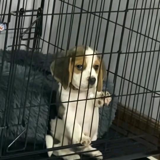 东莞夏乐服装有限公司