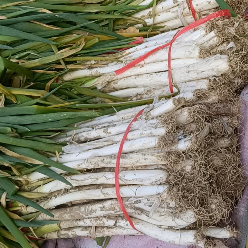 联农蔬菜