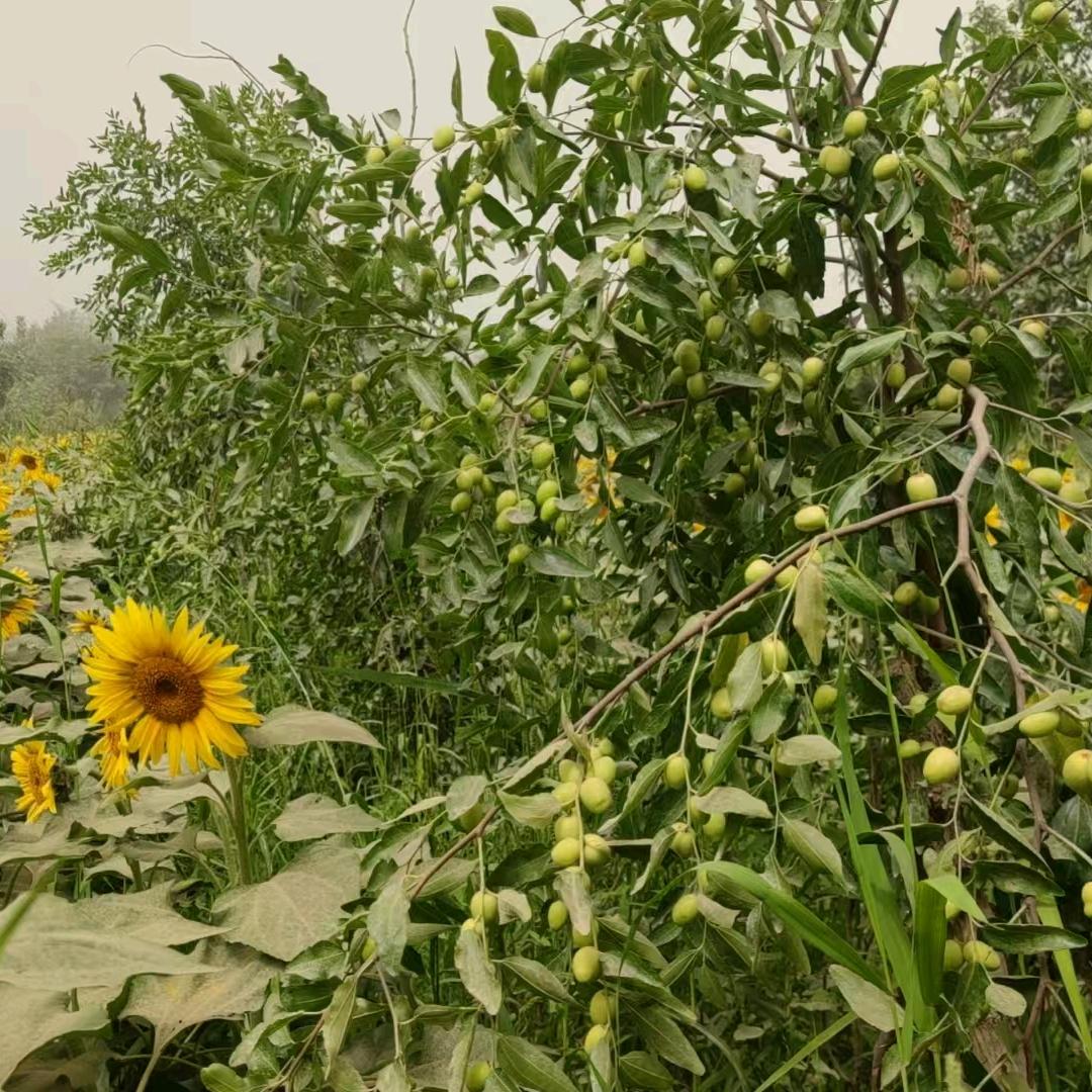 梵植通精品分享