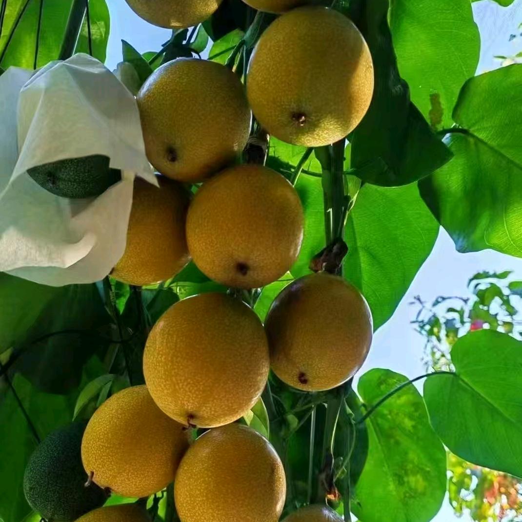 芳姐昆明水果批发