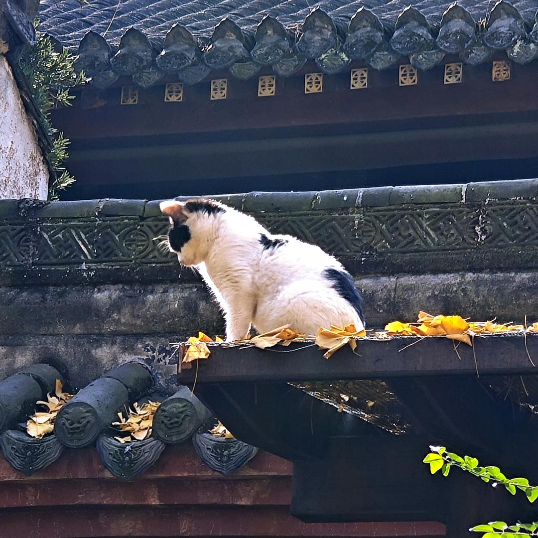 斯蒂芬霍金大中华区病友