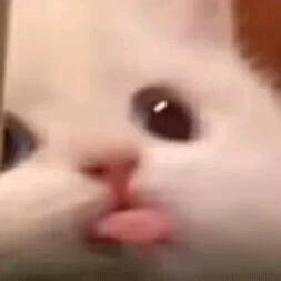 金kuku