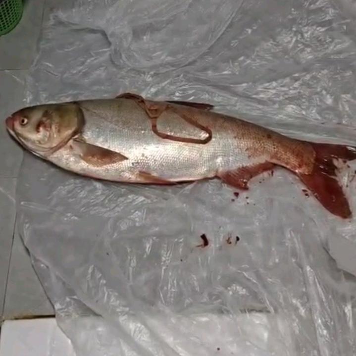 周洋洋飞快。