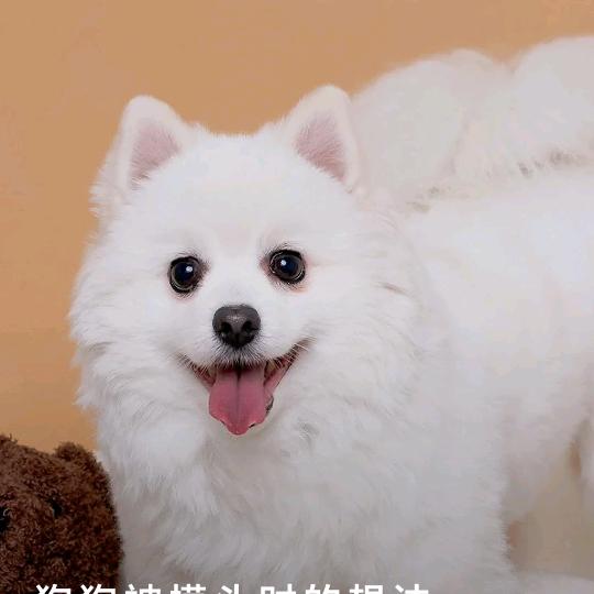 ‘识冫舌谢