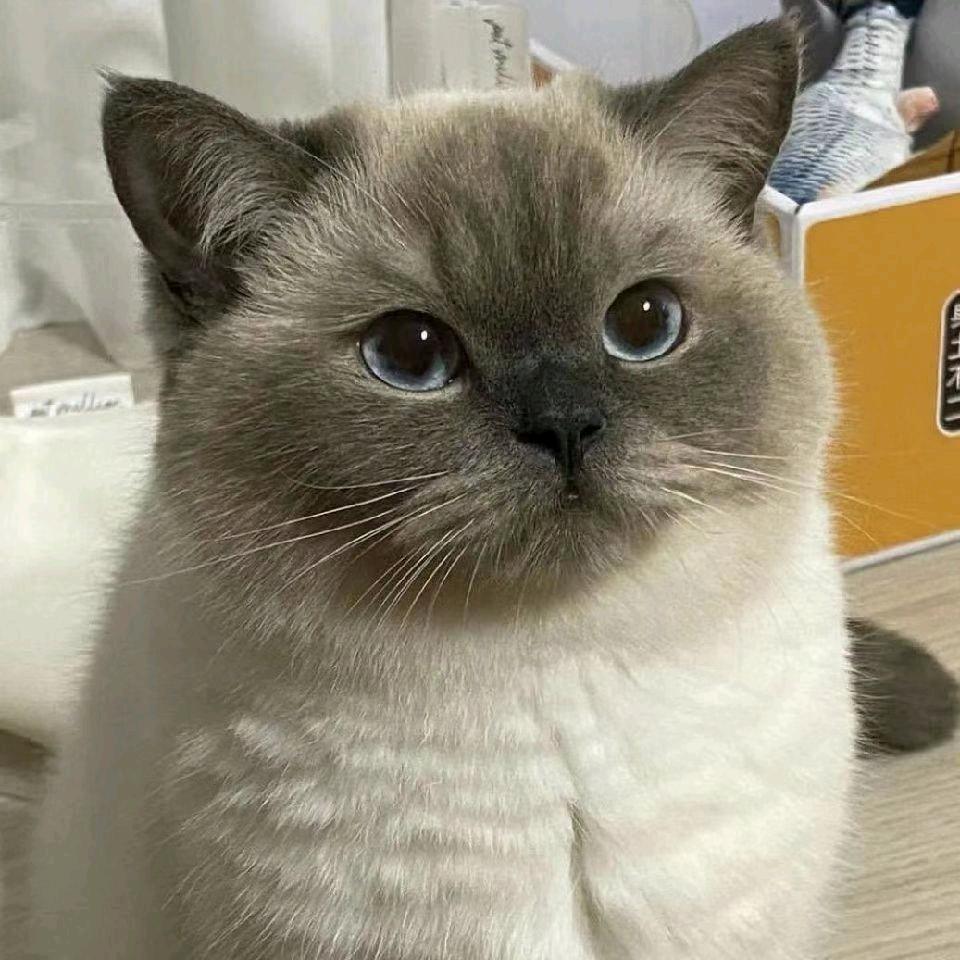 曙光（瑶光分光）