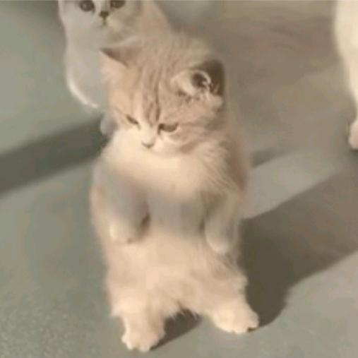 小短腿看短剧