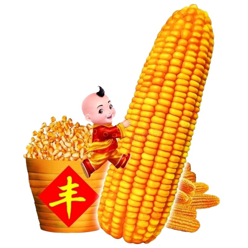 金粮王