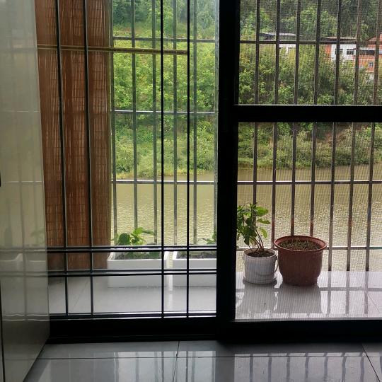 月光下的风尾竹