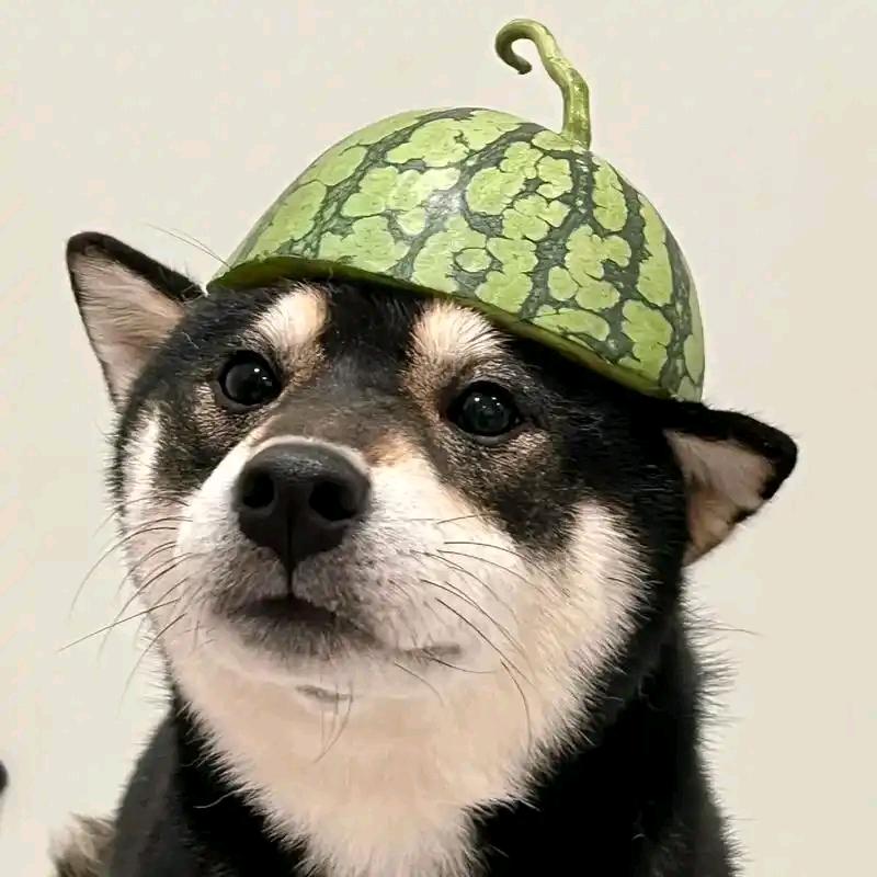 柴果粒