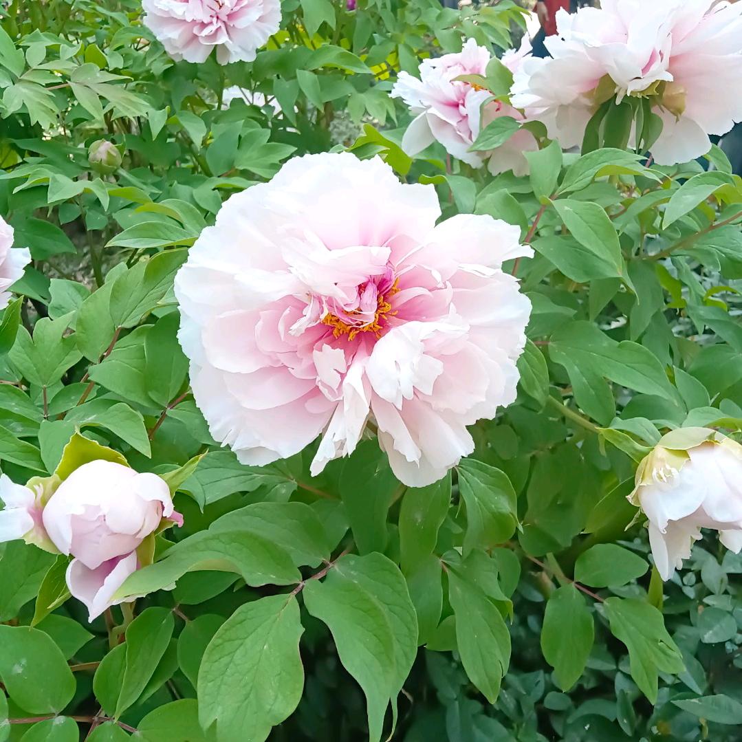 小陆