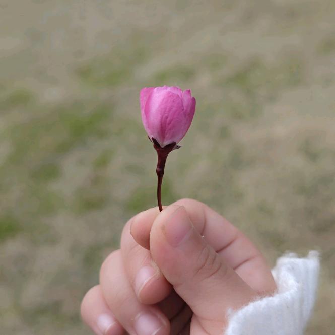 大鱼向往海洋