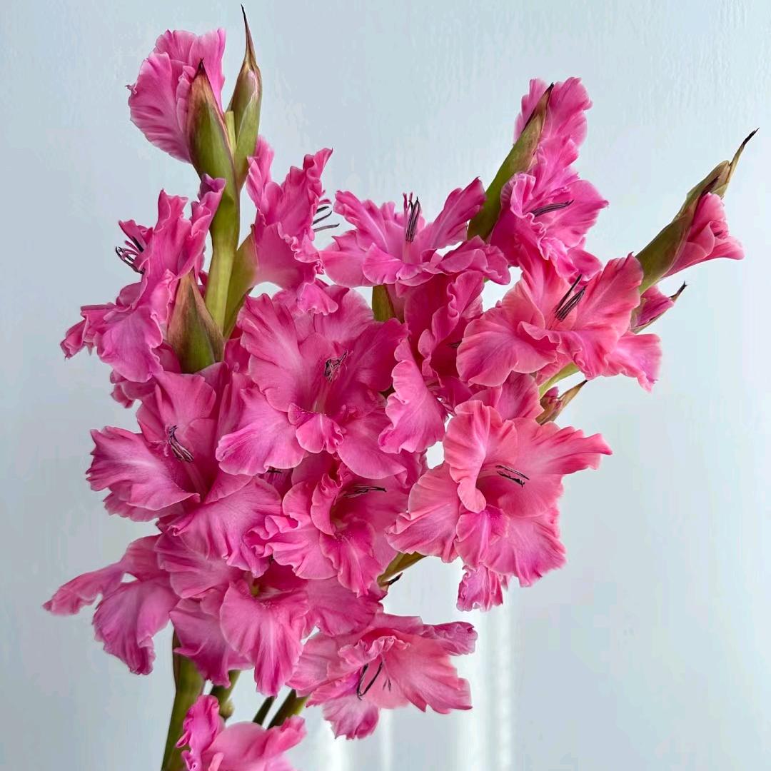 华阳鲜花园艺