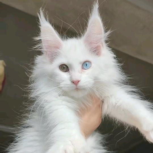 夏好好家的缅因猫
