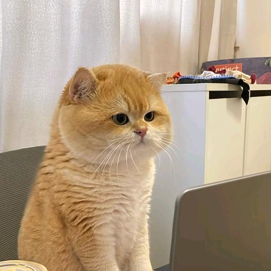 小企鹅233