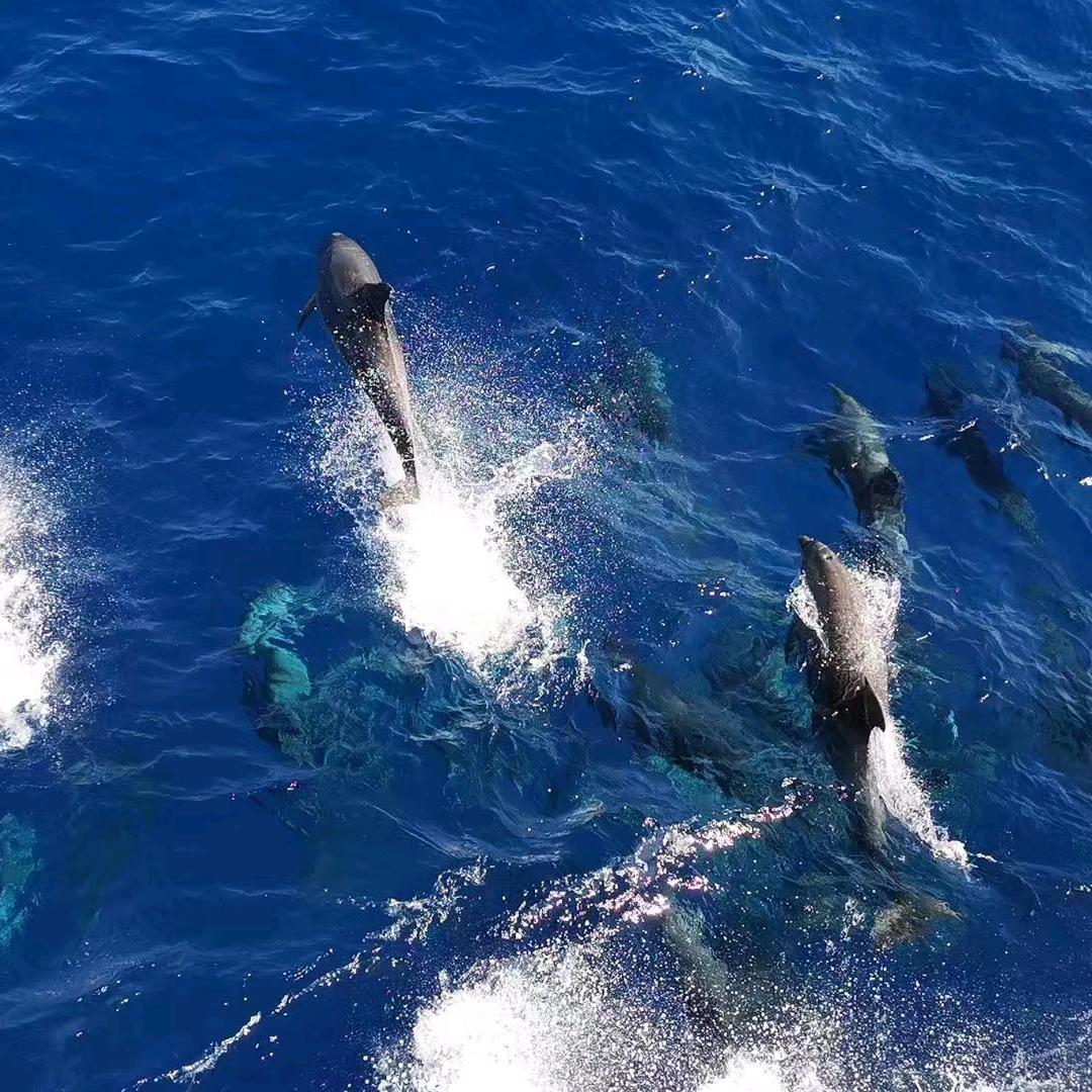 海员冯哥