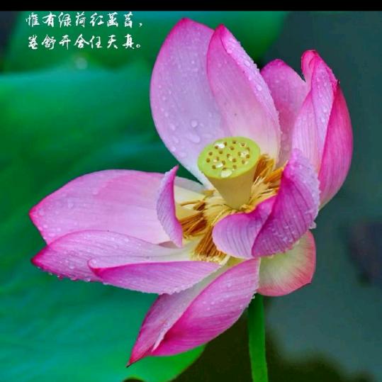 岳阳辣妹子🌶🌶帆🌹拒绝私聊❤️