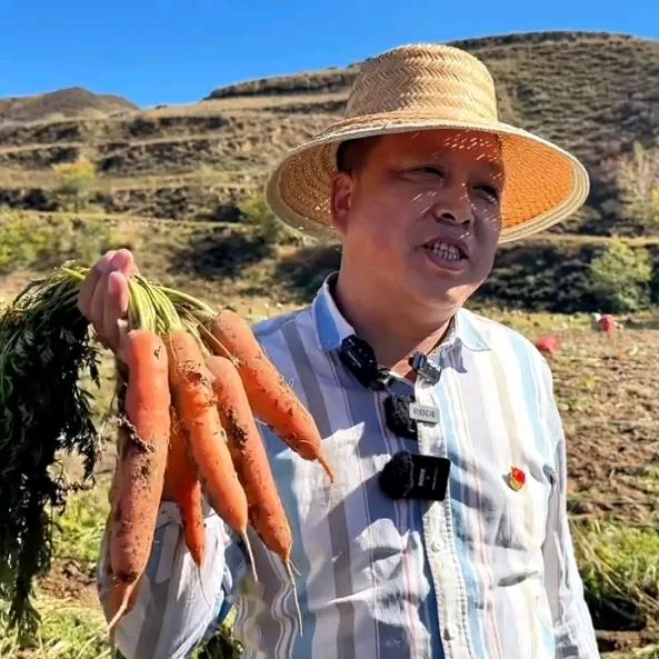 内蒙古后窑子有机胡萝卜基地