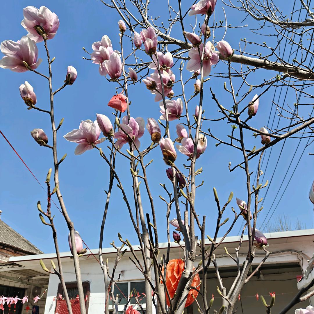 幸运草