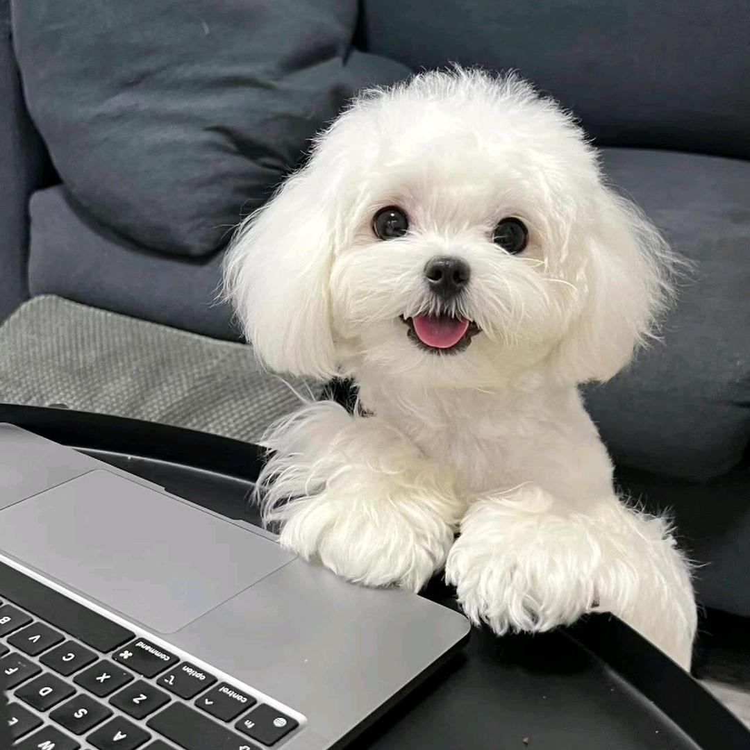 半只小番茄