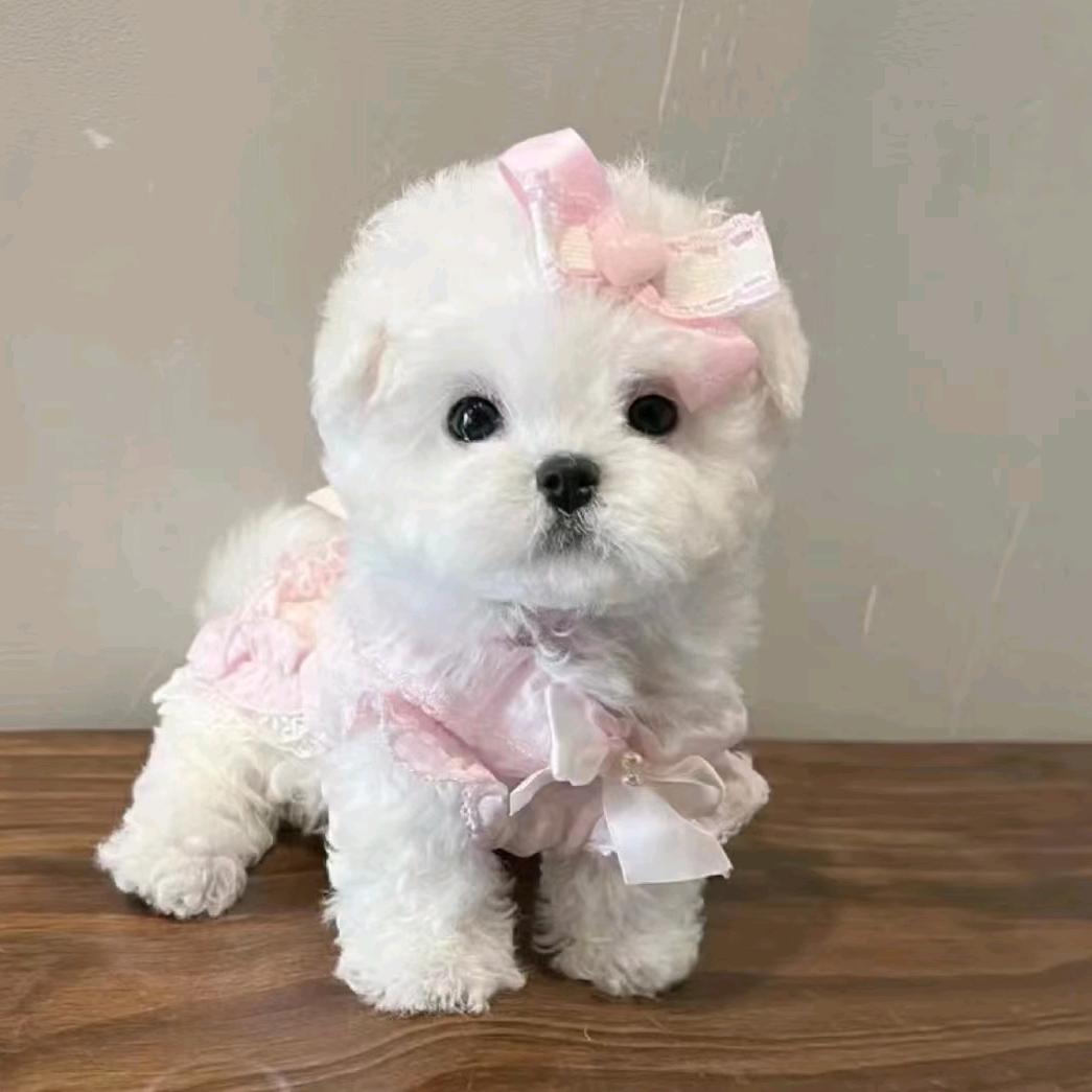 桃喜家的小铺