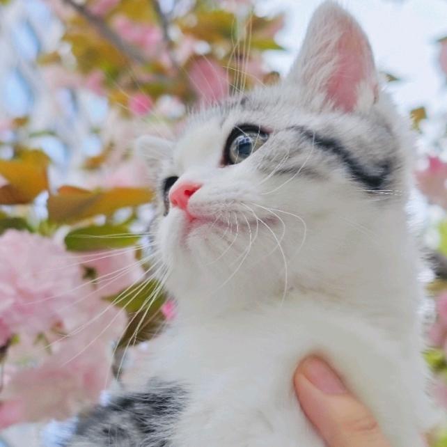 瓜瓜是只小起司