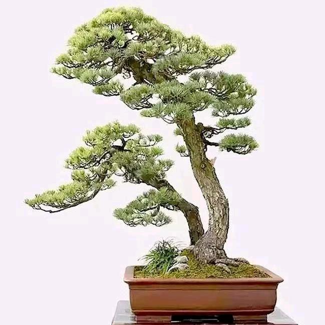 杰轩园艺