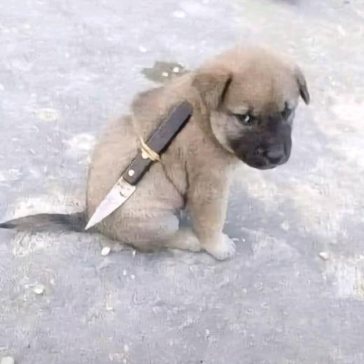 哈基汪杀手——代号：刀疤