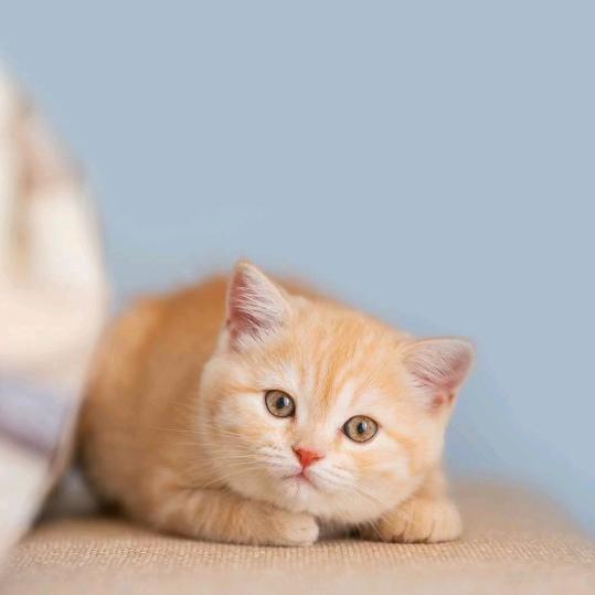仙姑