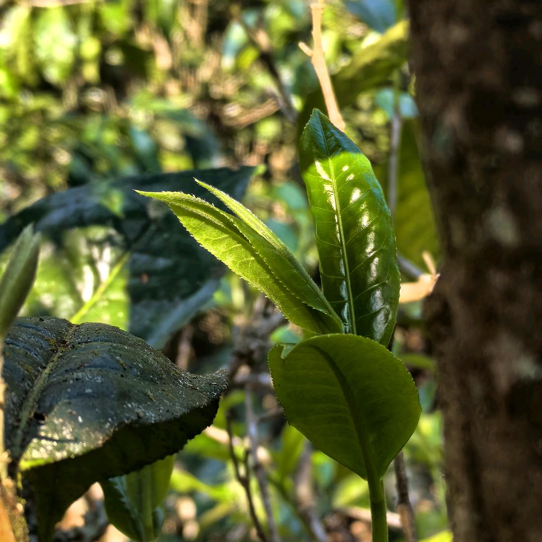 春韵兰班章26号原产地茶农