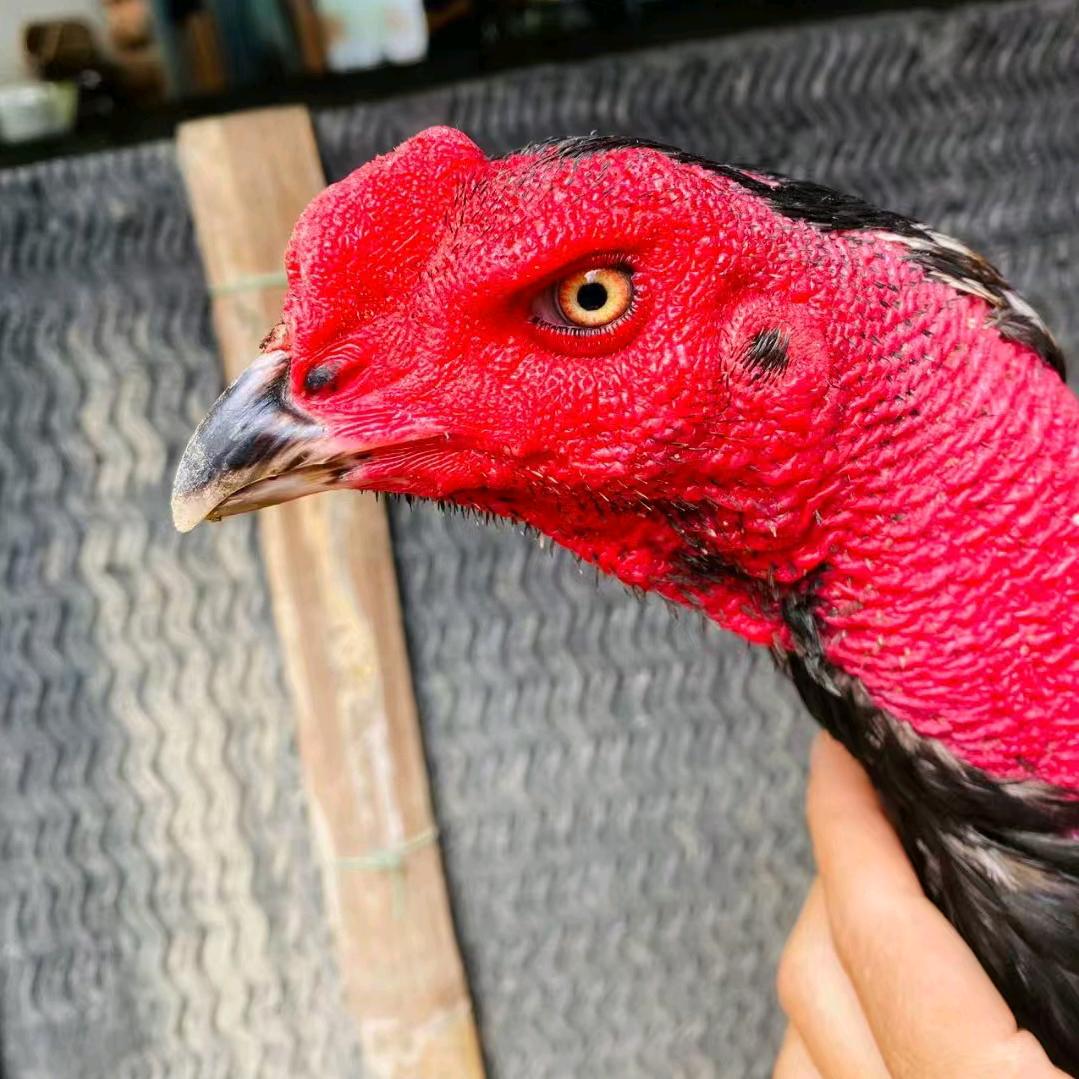 越南斗鸡养殖精选88