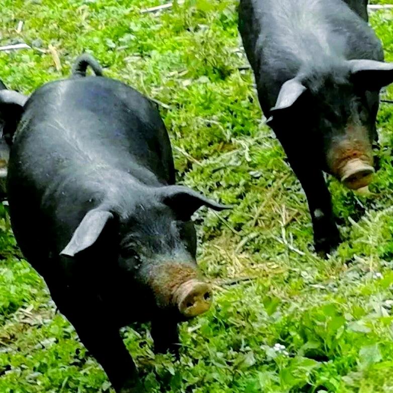 贵州老孔大山熟食猪肉