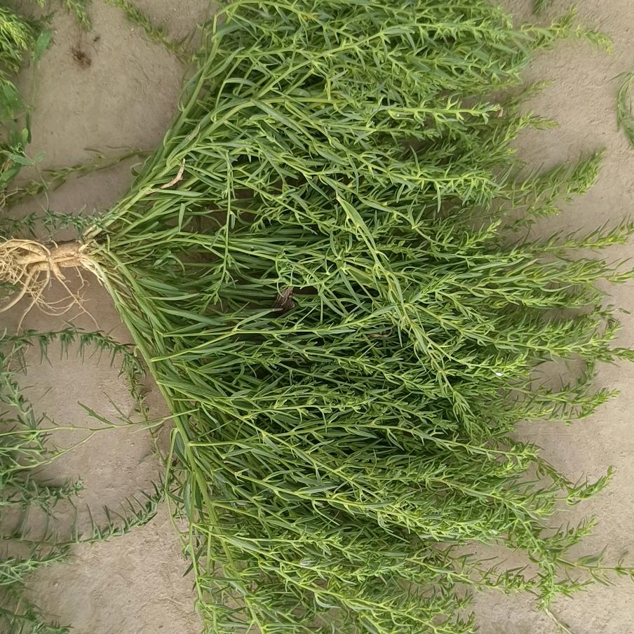 小米草麦黄草人工种植