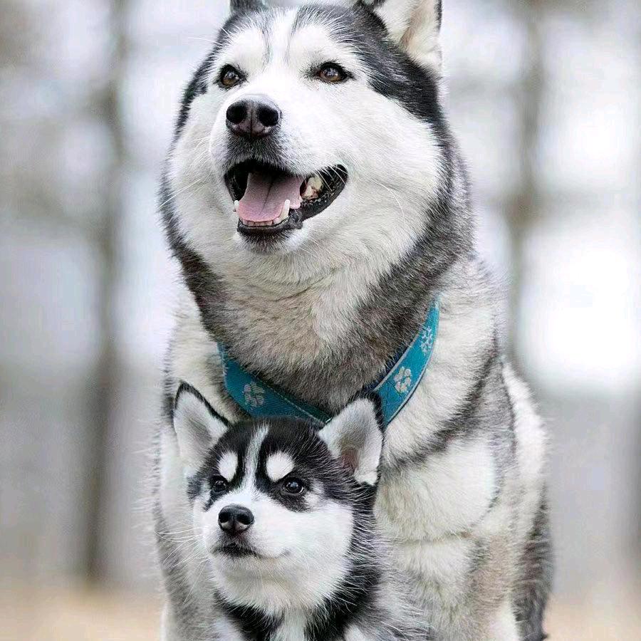 粤星保安，毒狼