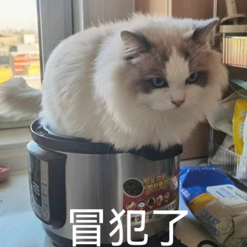叫布布的布偶