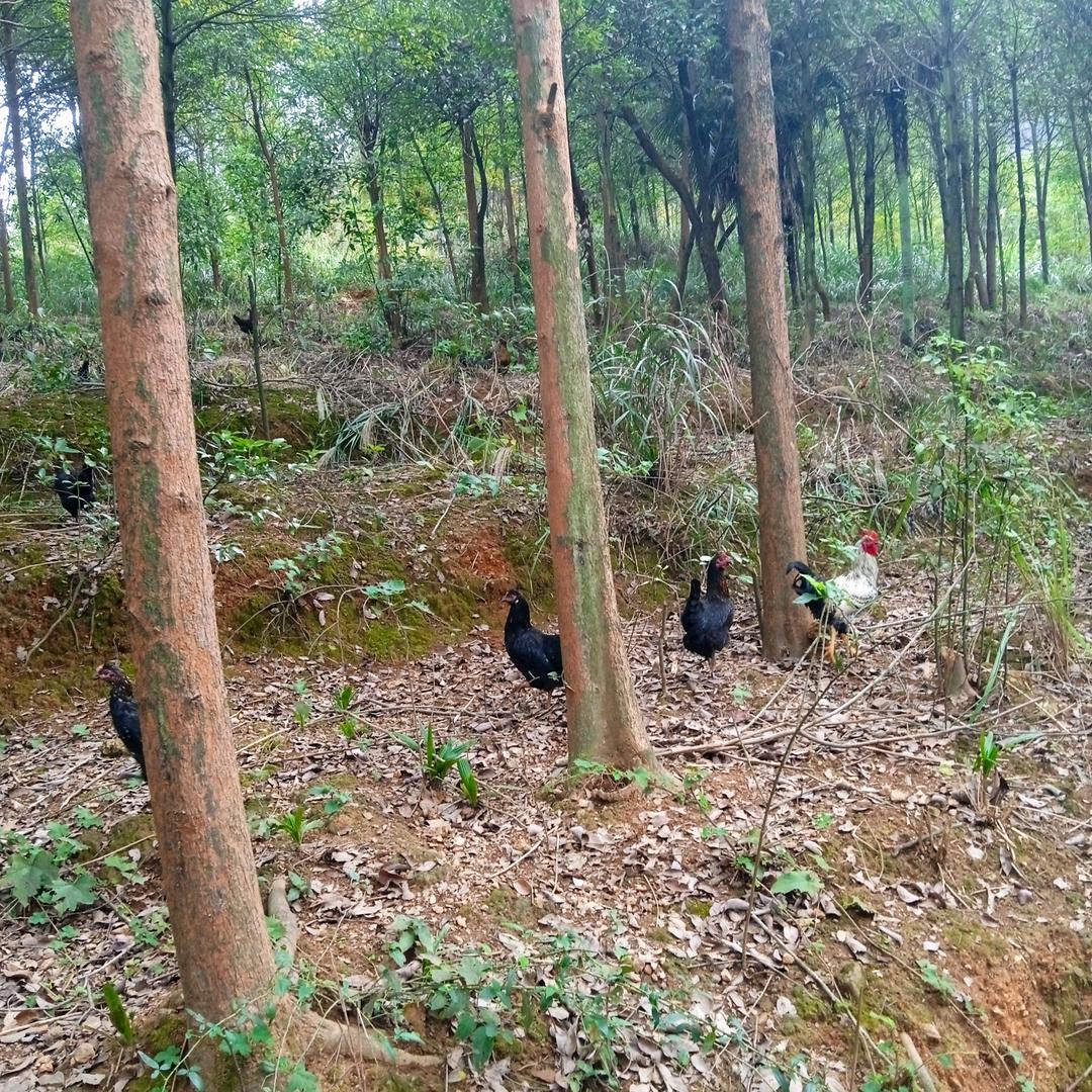 南山寨3点土鸡