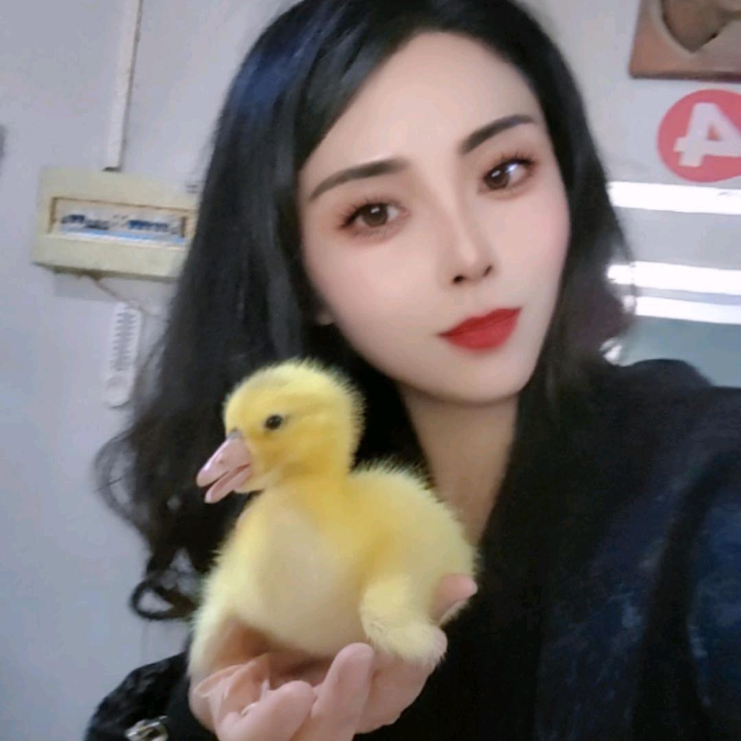 胡三姐大种鹅苗孵化场