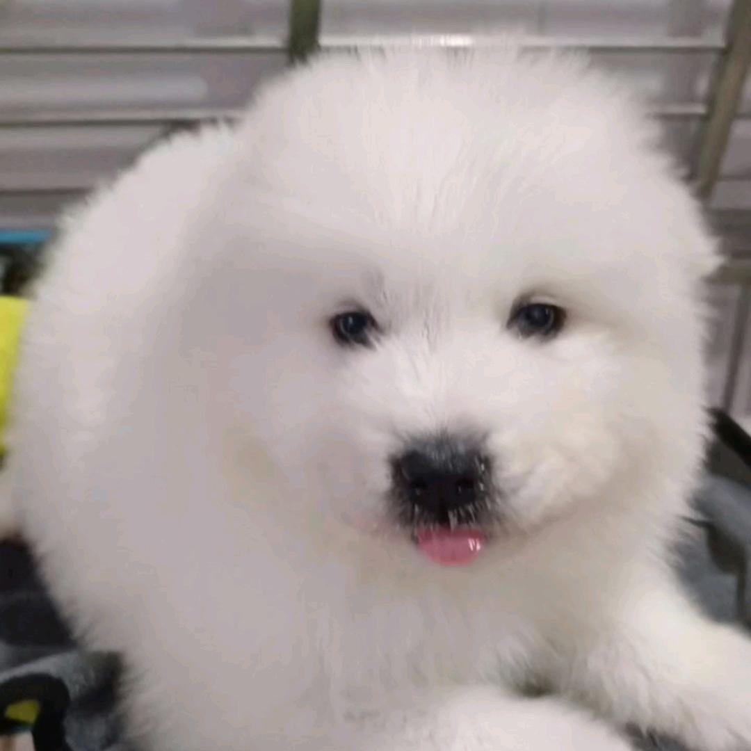 萌之宠宠物馆