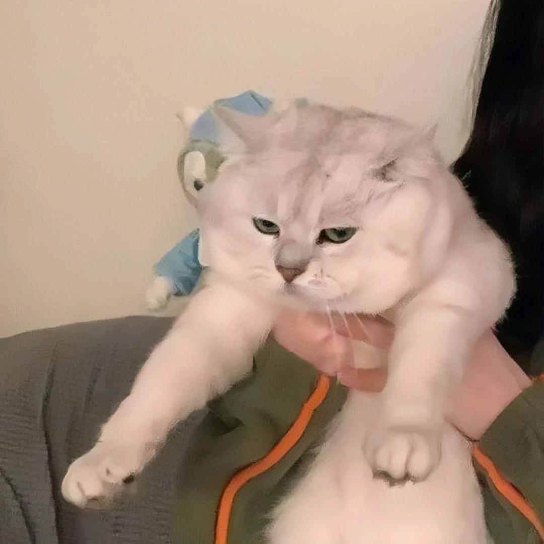 念念序