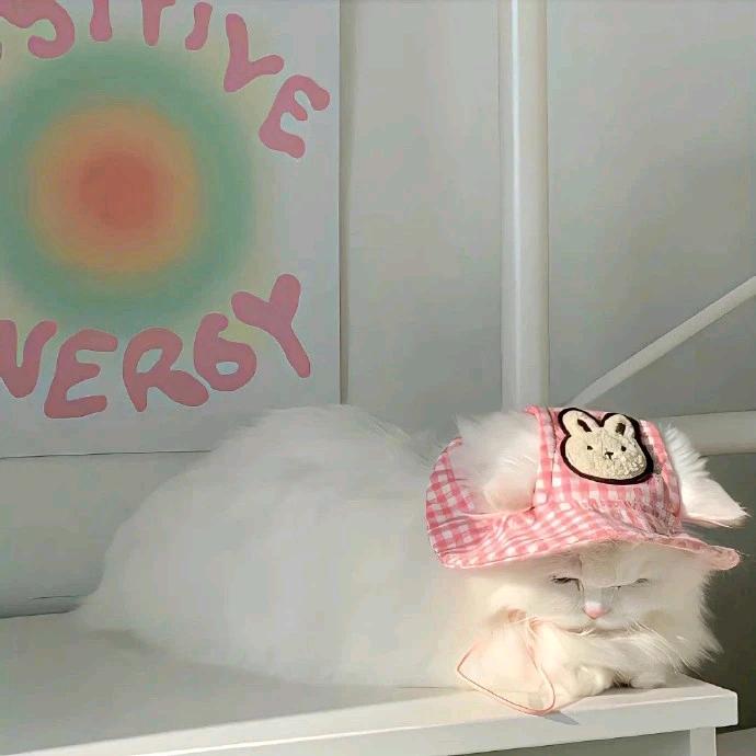一只心事重重的猫咪