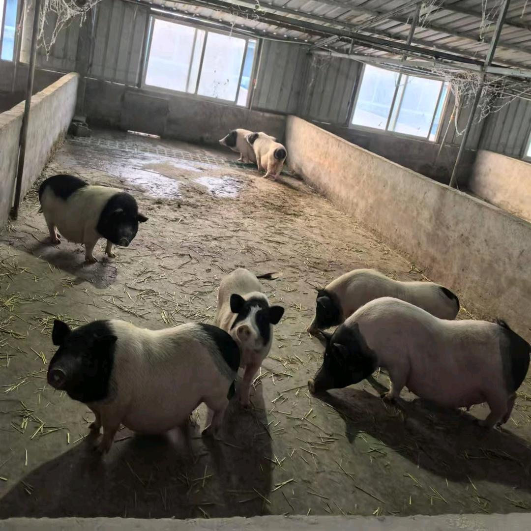 香猪农场
