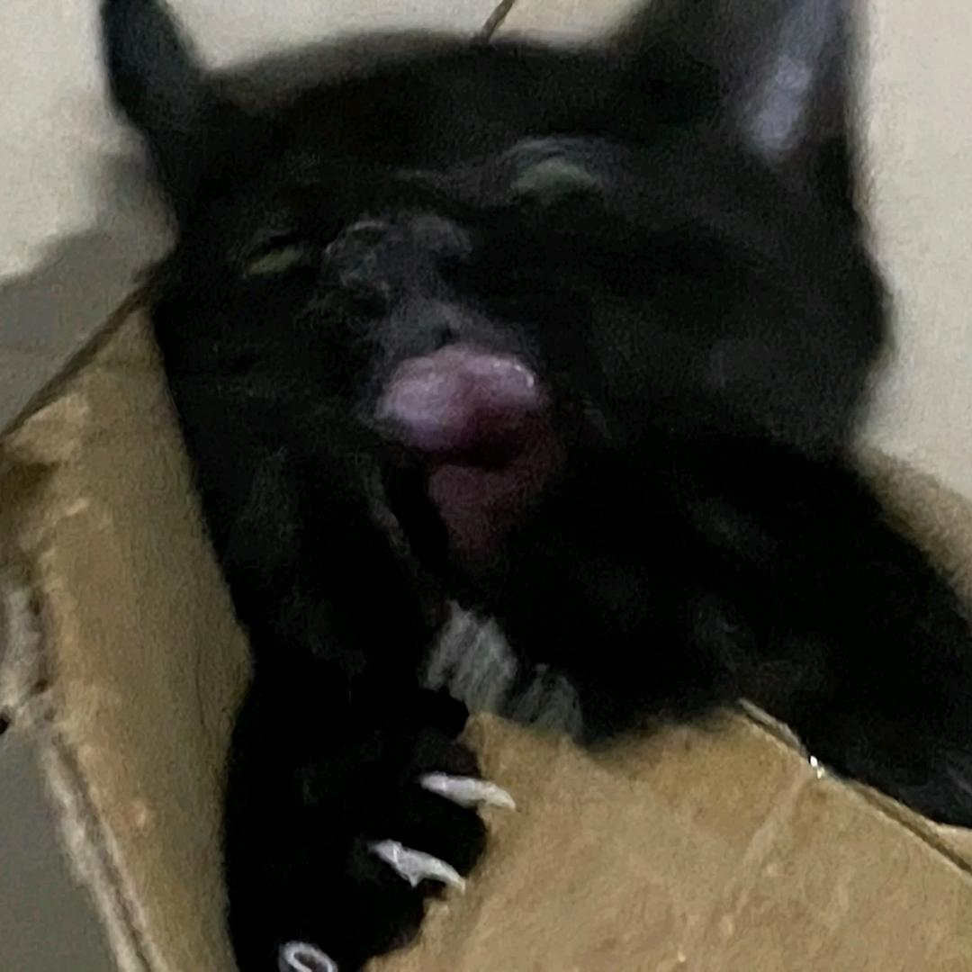 ᅟ
