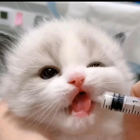 飞飞薇