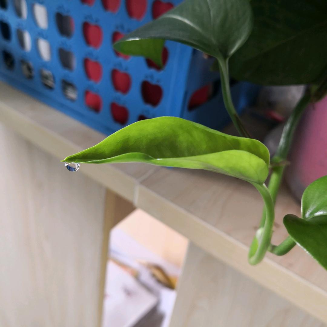英子