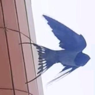 ⚜楠楠