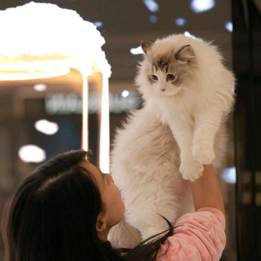 刘星家布偶猫