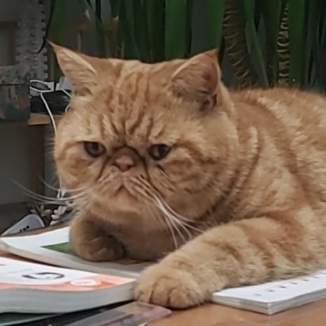 加菲