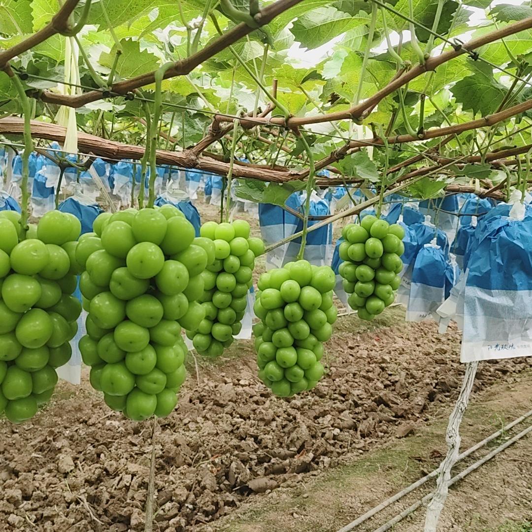 莓心莓肺🍓🍓🍓