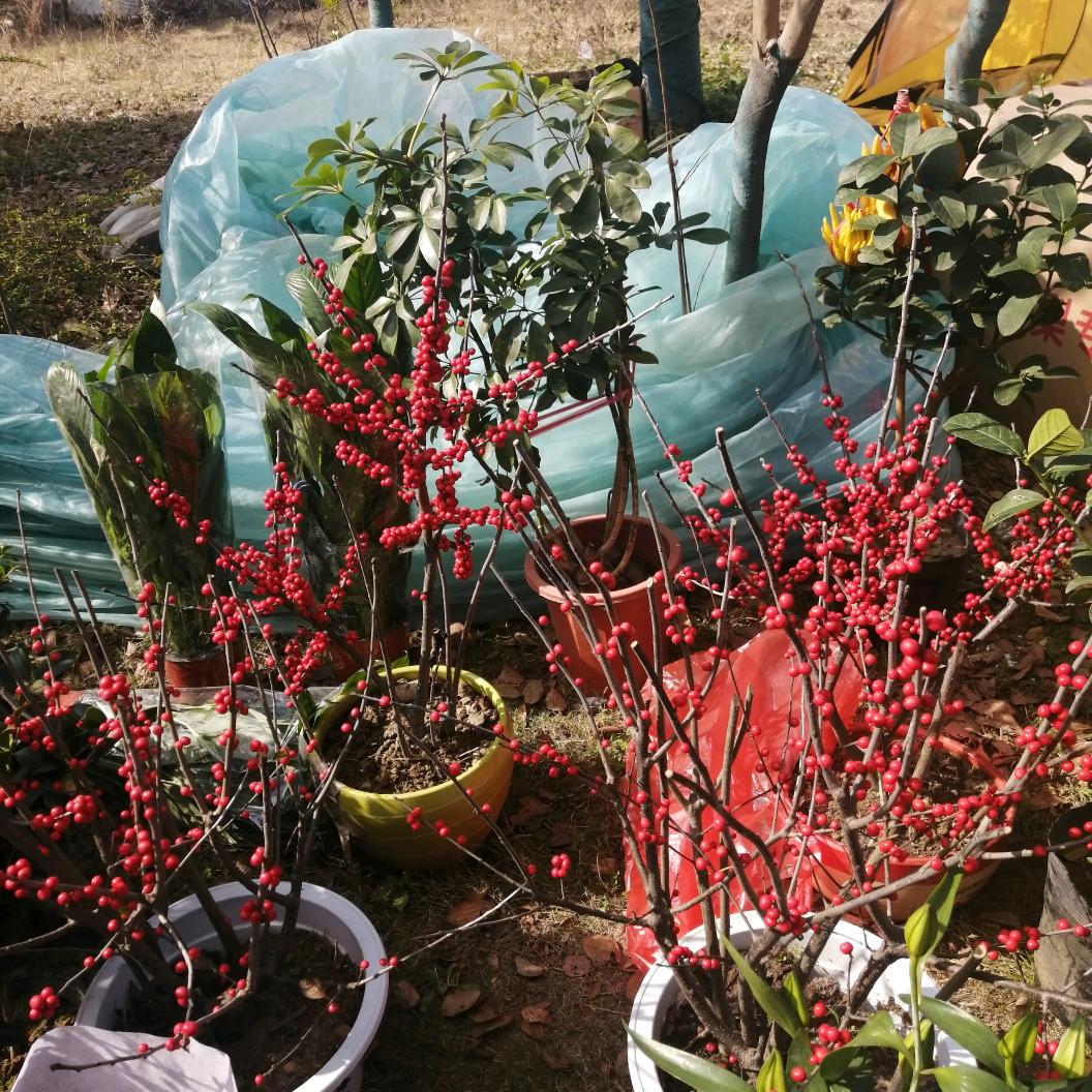 爱你永远不后悔